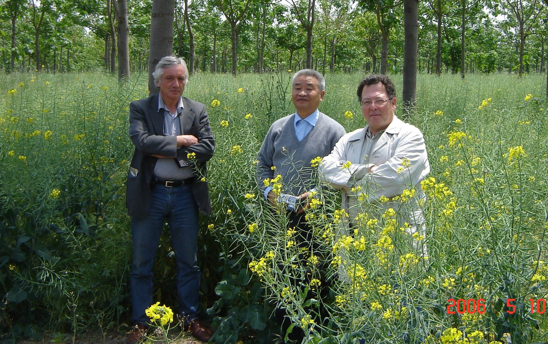 The Paulownia - Canola Intercropping Experiment implemented in Pergamum-Izmir in 2006, aiming to produce biodiesel from canola oil. (Left to right) Salih Ertan, Prof. Xhu Zhaohua, İbrahim Yavaşça (owner of the farm).