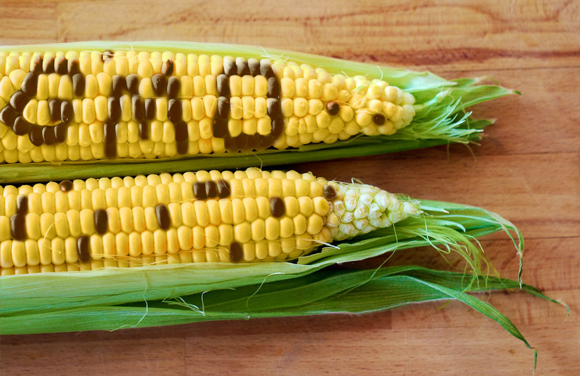 “Releasing GMOs into the environment carries serious risks for biodiversity, ecosystem functioning through gene flow (genetic contamination) and hybridization with uncertain consequences, and ultimately for the interaction between nature and the socioeconomic structure” (Photo: Non-GMO Report, n.d.).